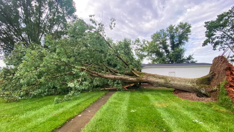 A large fallen tree on a roof with our crew beginning cleanup
