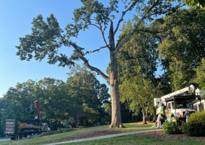 RESIDENTIAL AND COMMERCIAL TREE SERVICES